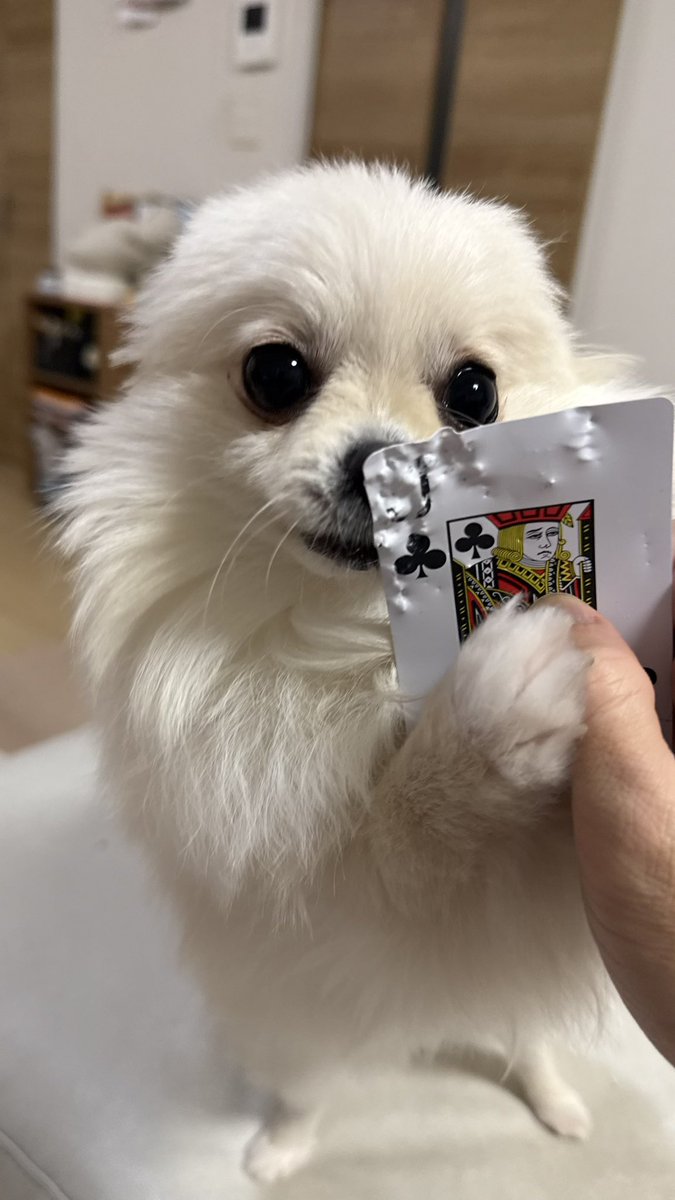 ポメラニアンのにんじゃ家 (@motopii0331) / Posts / X