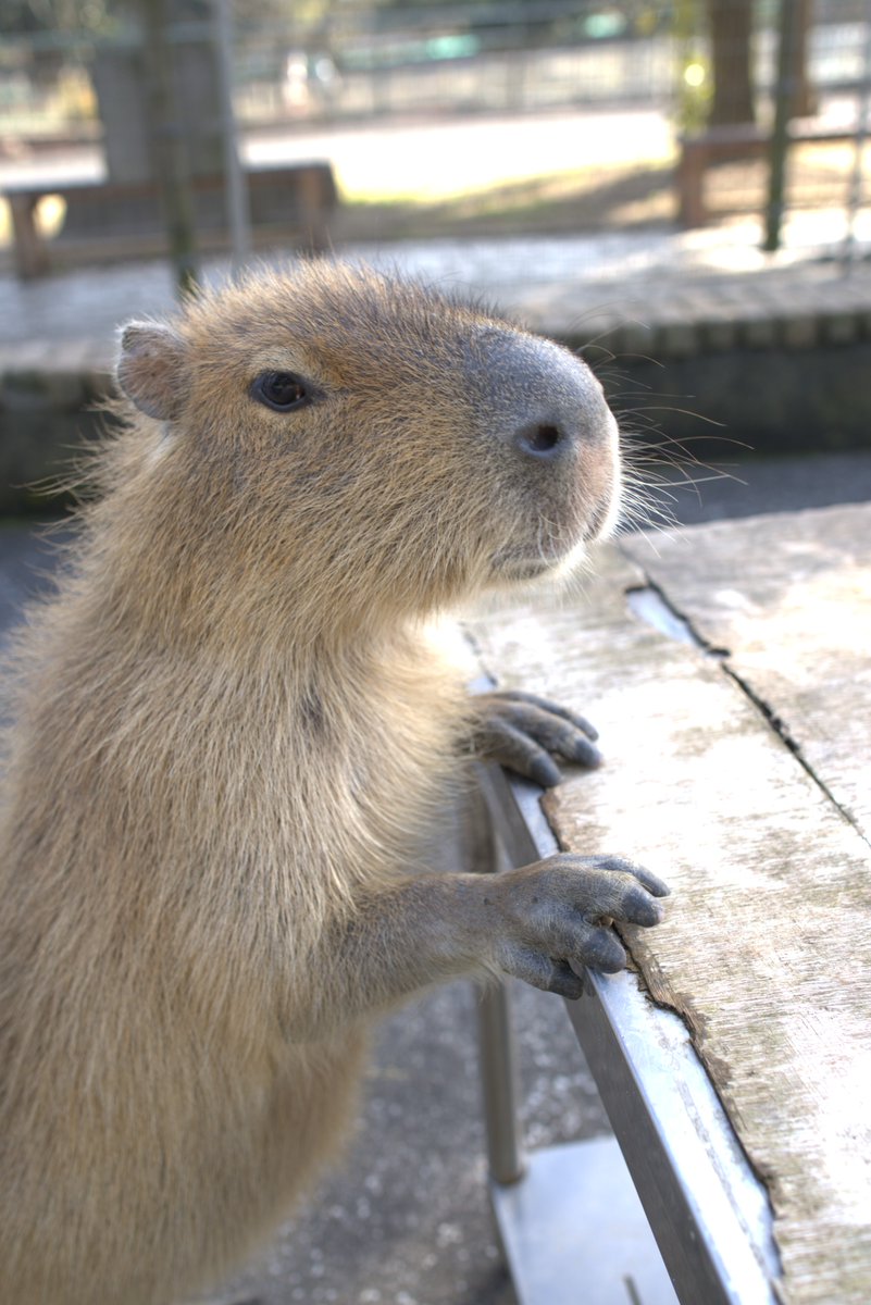 かぴばら3 (@kapibara334) / Posts / X