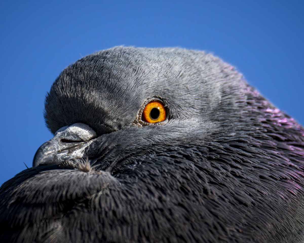 Close up of a pigeon. 

 #photography #birds #wildlife #wildlifephotography #birdphotography #omsystem #nature #pigeon