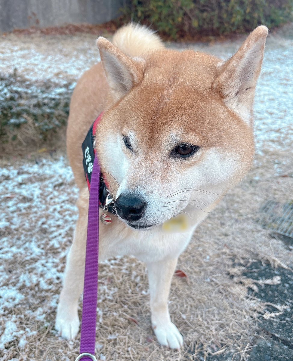 柴犬むぎ (@shiba_inu_mugi) / Posts / X