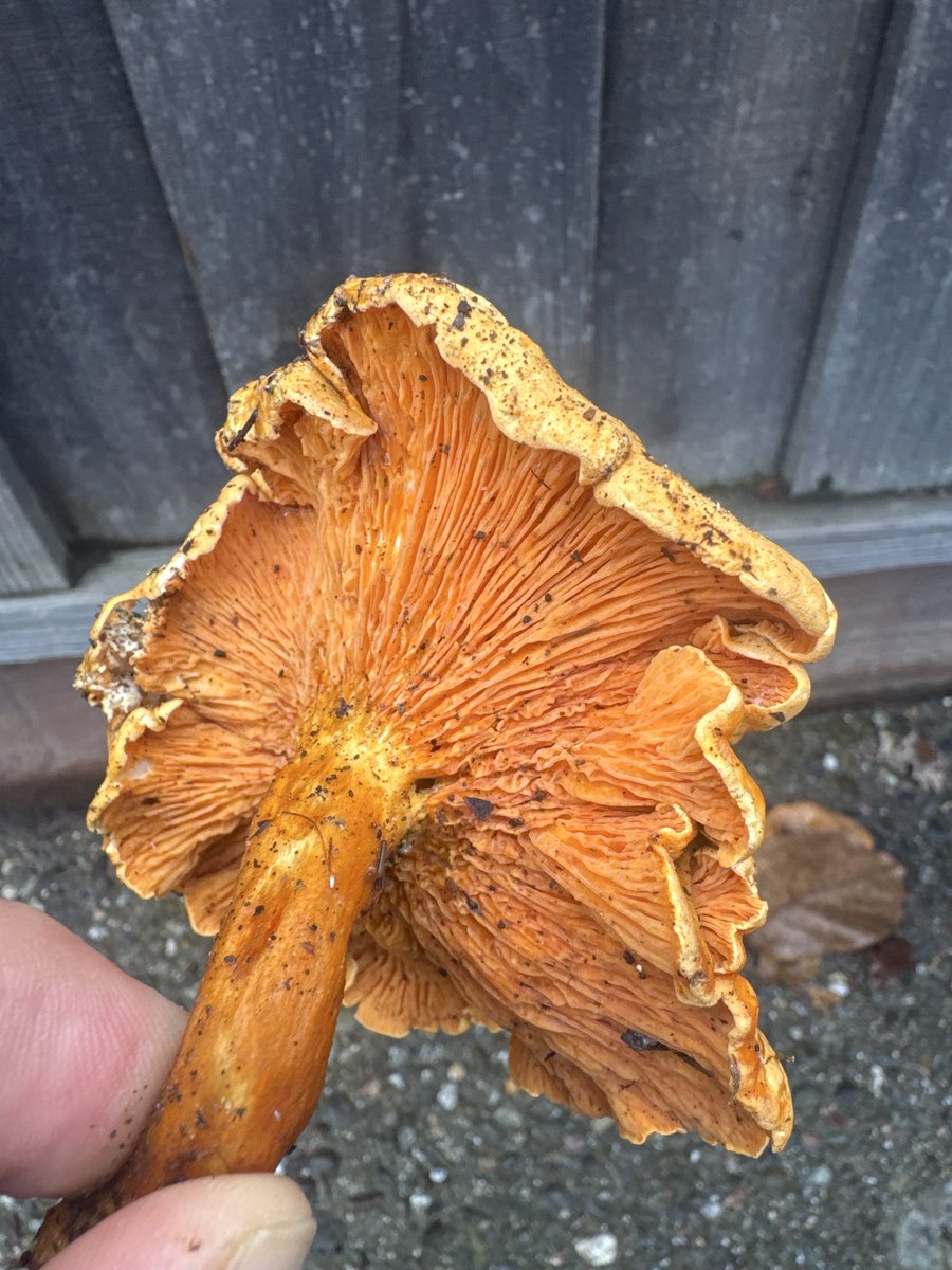 iufer's tweet image. lets check in on AI backyard fungus photo ID

ChatGPT: Chicken of the woods (edible) 
Grok: Red Chantrelles (choice edible)
Perplexity: Jack-o-lantern (poisonous)

correct answer: False Chantrelle (poisonous) 
Hygrophoropsis aurantiaca