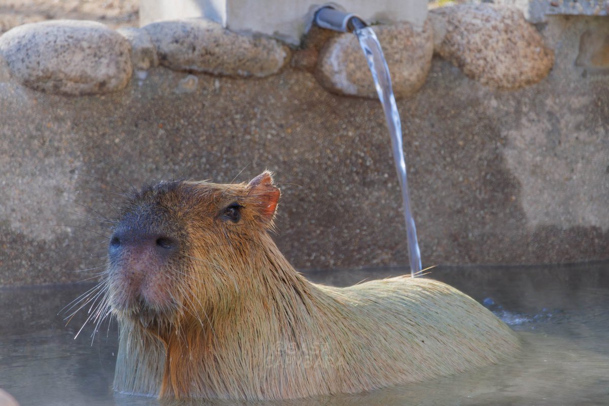 ささ @sasa.capybara (@ice3kyoudai) / Posts / X