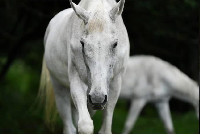 はるうま トリックスター / Z650(22) 政府認証フルエキゾーストマフラー