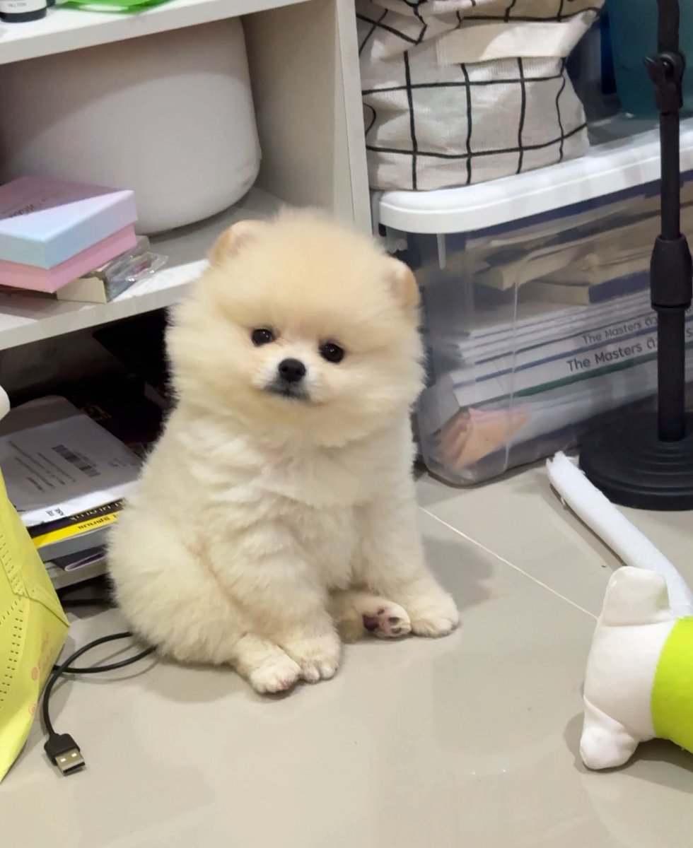 น้องร่าเริงมากค่า เป็น ผช อยู่ขอนแก่นคับ
ใกล้เคียงไปส่งได้น้า 
#ปอมหาบ้าน #หมาหาบ้าน #ขอนแก่น #อุดร #สารคาม