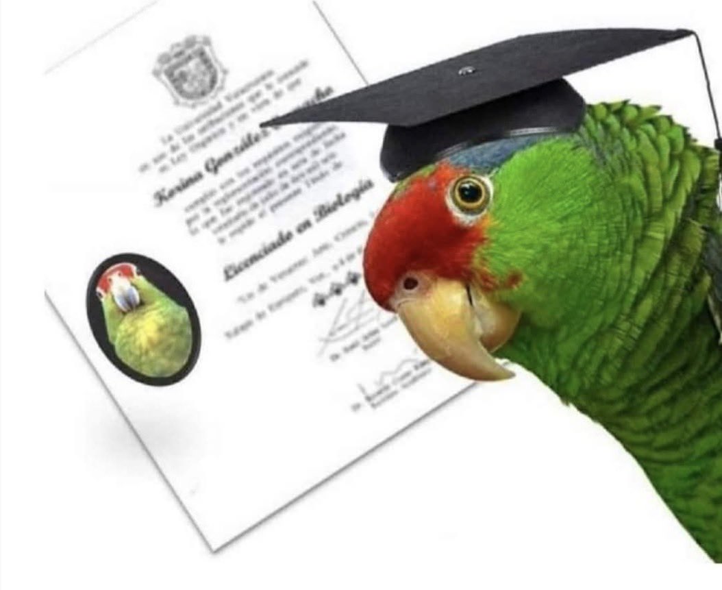 Loro aprende a decir “Petróleo” y se gradúa de Internacionalista