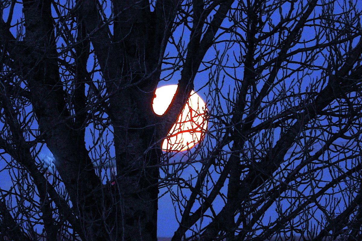 Nigey`s Wild Walks tweet media