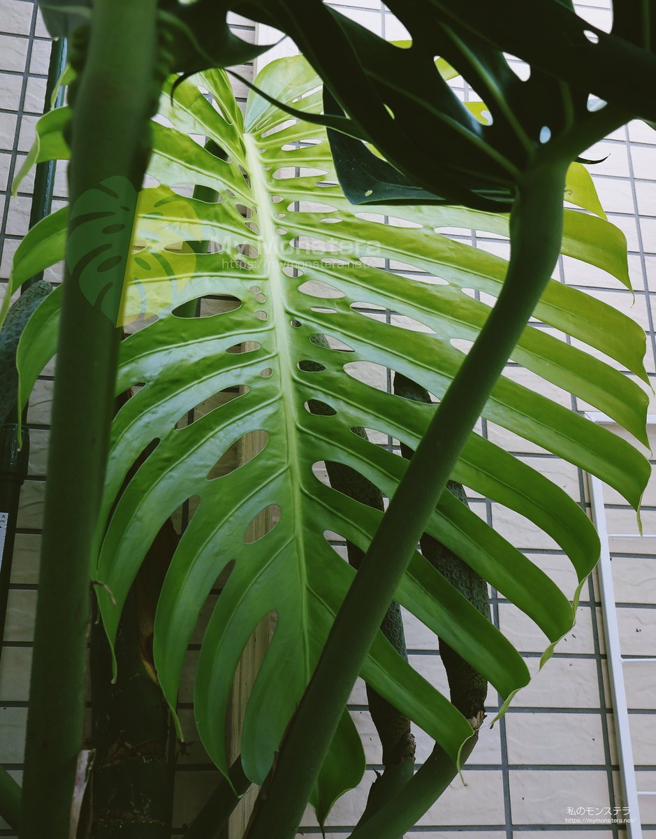 mymonstera's tweet photo. 今撮影した庭で結実中のモンステラスケルトンの新しい葉っぱ。このまま暖かい春がくるまで成長は止まります。 https://t.co/wK8WvMQOZv