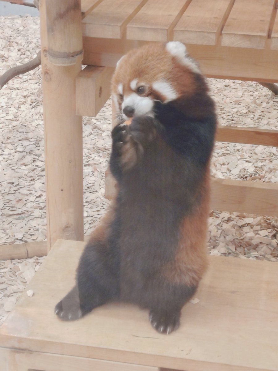 zizichin@黒猫大好き (@zizichin1) / Posts / X