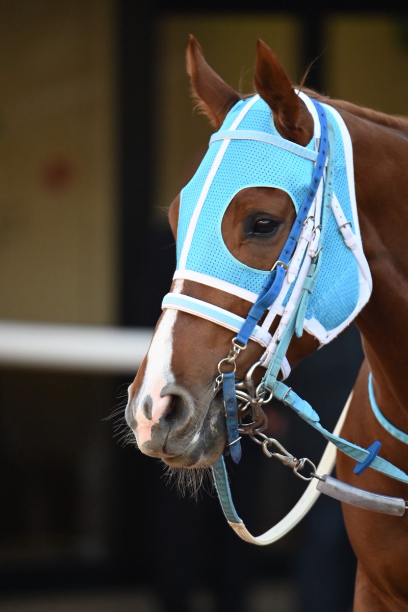 スペシャルウィーク血族馬 京都3R 3歳未 ➈ジャーナーリア