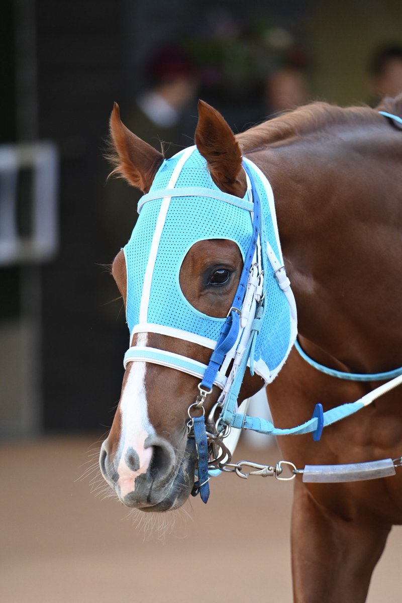 く*ろ様 競走馬　スペシャルウィーク　無口 スペシャルウィーク血族馬 京都3R 3歳未 ➈ジャーナーリア