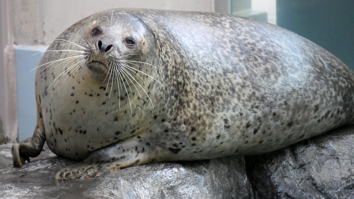 Post by ｽｽﾞｷ on X: 🦭ｽﾝｯ……