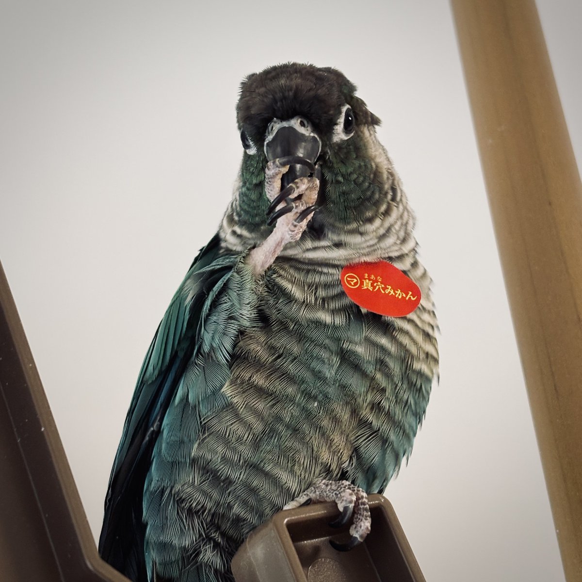 はんぺん (@hangpeng777) / Posts / X