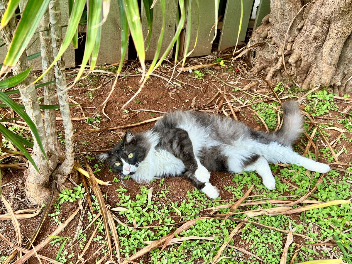 Mittens is in the garden doing his #Hedgewatch. 
#Caturday #RealHousecatsOfHonolulu