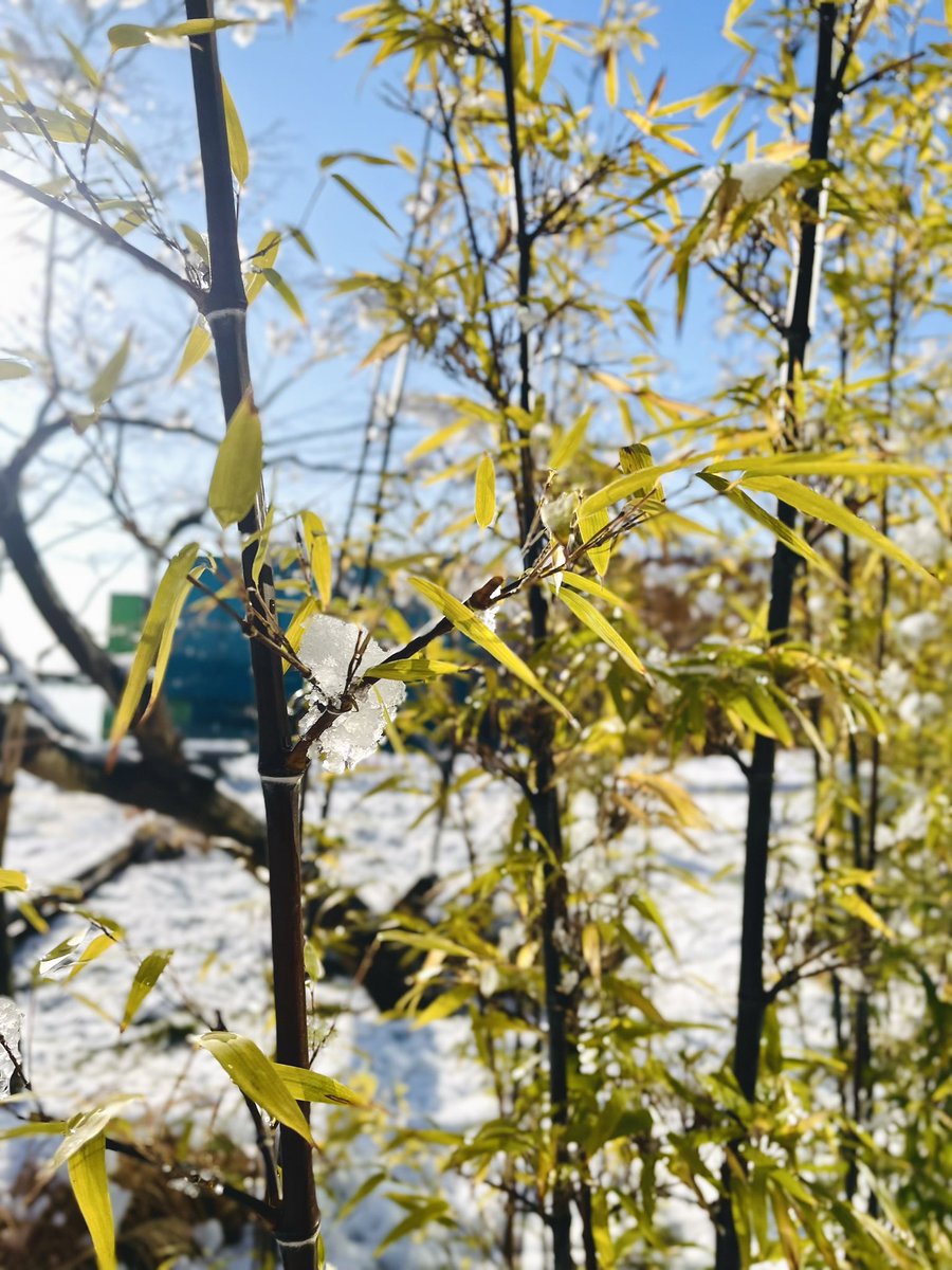 SimoseMuseum's tweet image. 