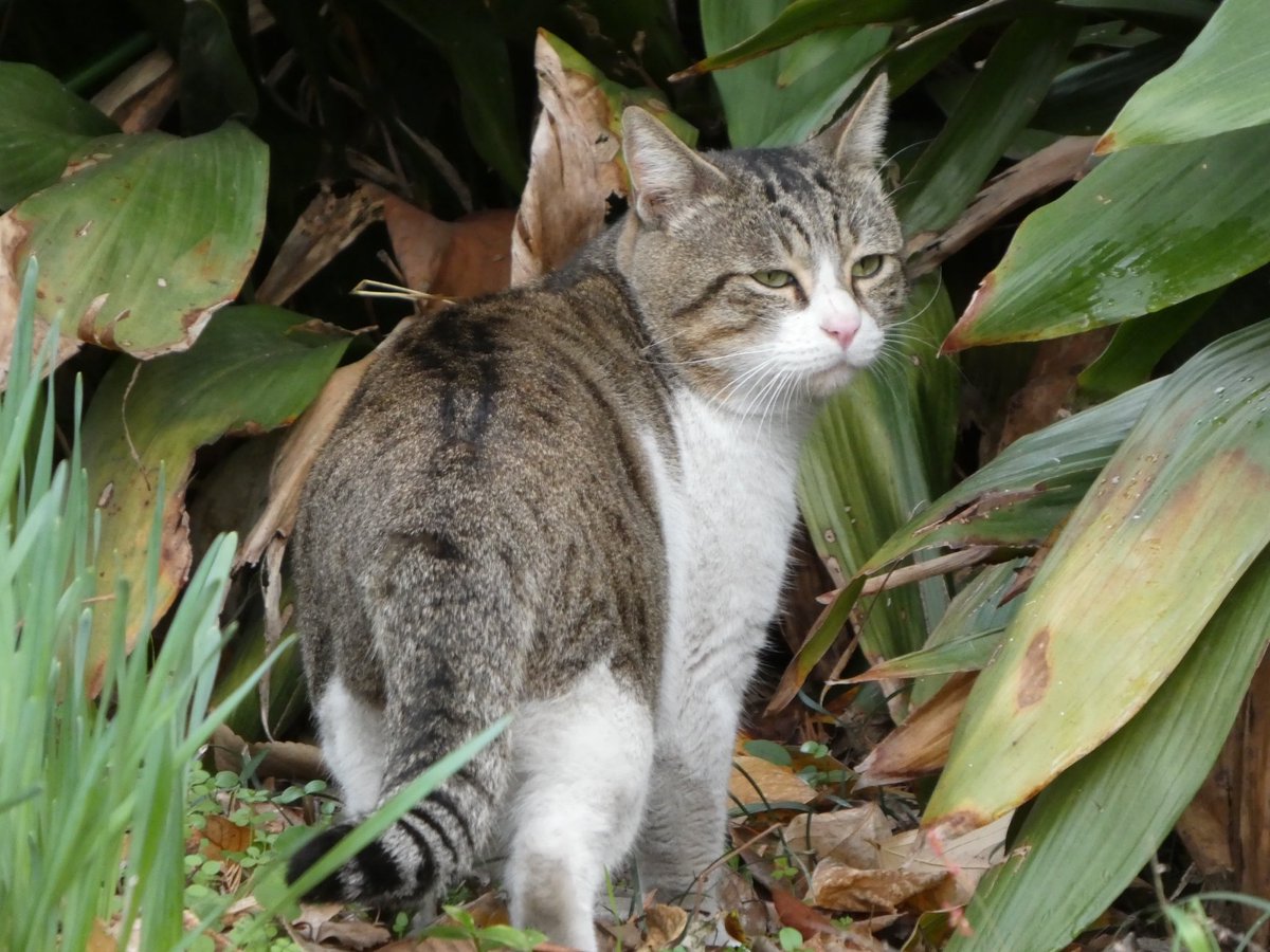 野良猫保護 - u-chiikineko ページ！, image size:1200x900