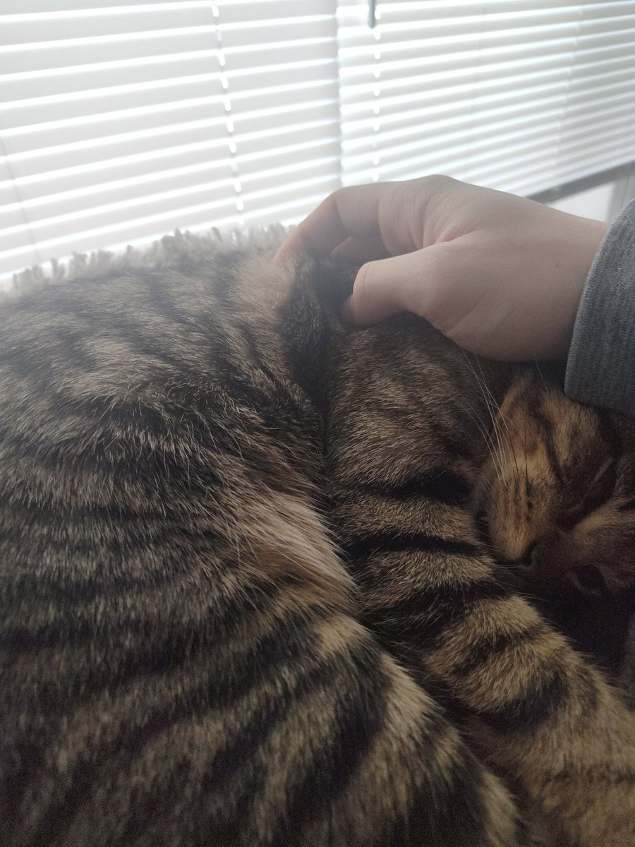 I'm sure you all know bagel, the most adorable little guy you could ever know
We took him to the vet cause he wasn't eating 
Turned out he had congestive heart failure and when we got there it was to late 
Rest in piece best friend named after my best friend