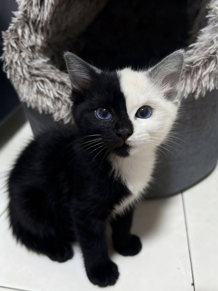 vivaneil1234's tweet image. 