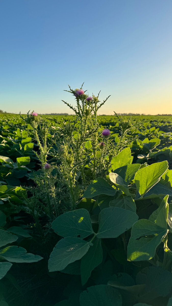 Sobraba N y el cardo lo sabe 😏