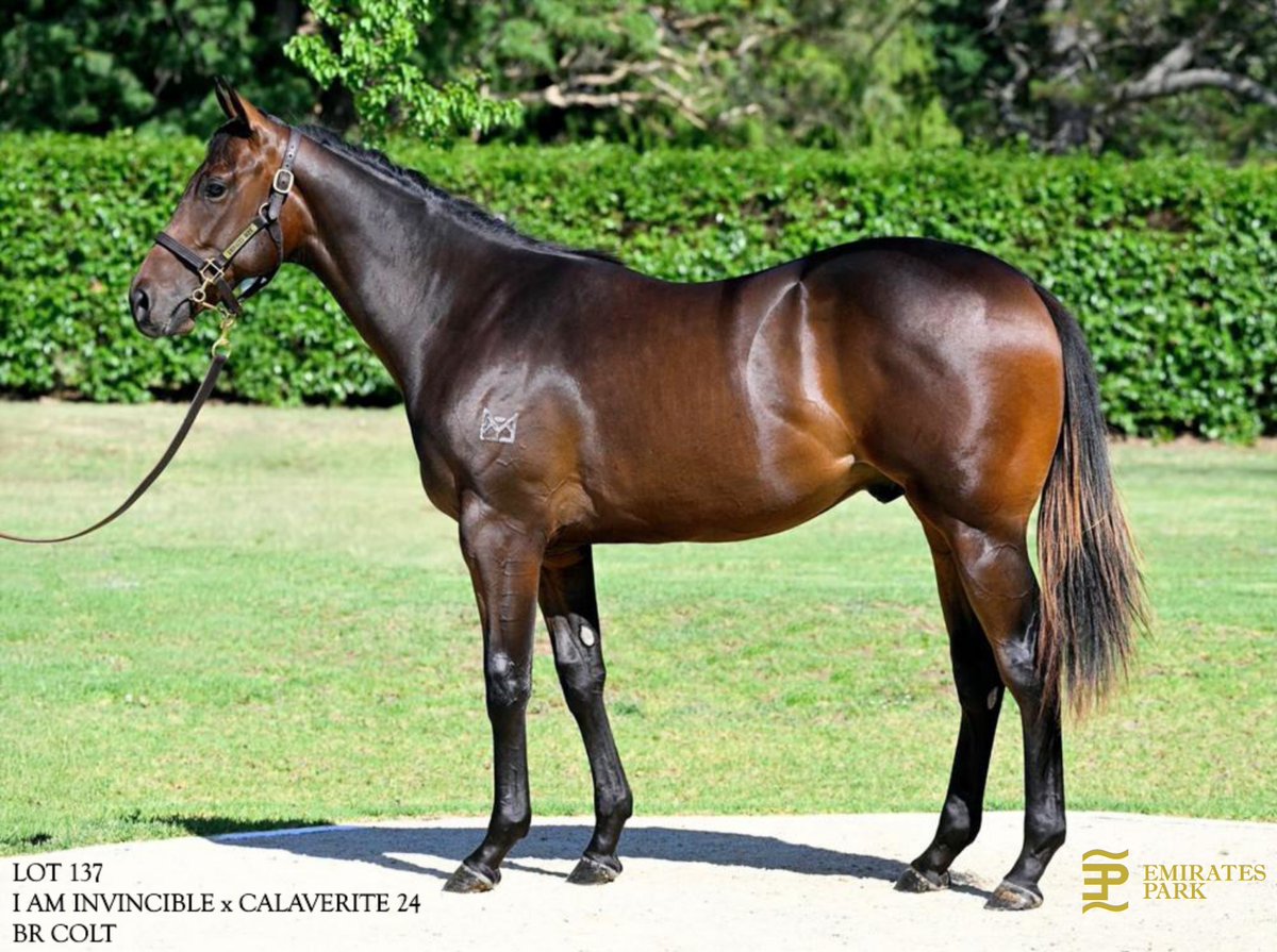 EmiratesPark's tweet image. Emirates Park present a selection of yearlings As Agent  for @MerricksStation for Magic Millions 2026. @mmsnippets @MathewBecker @yarramanpark. Come view them parading later this week.