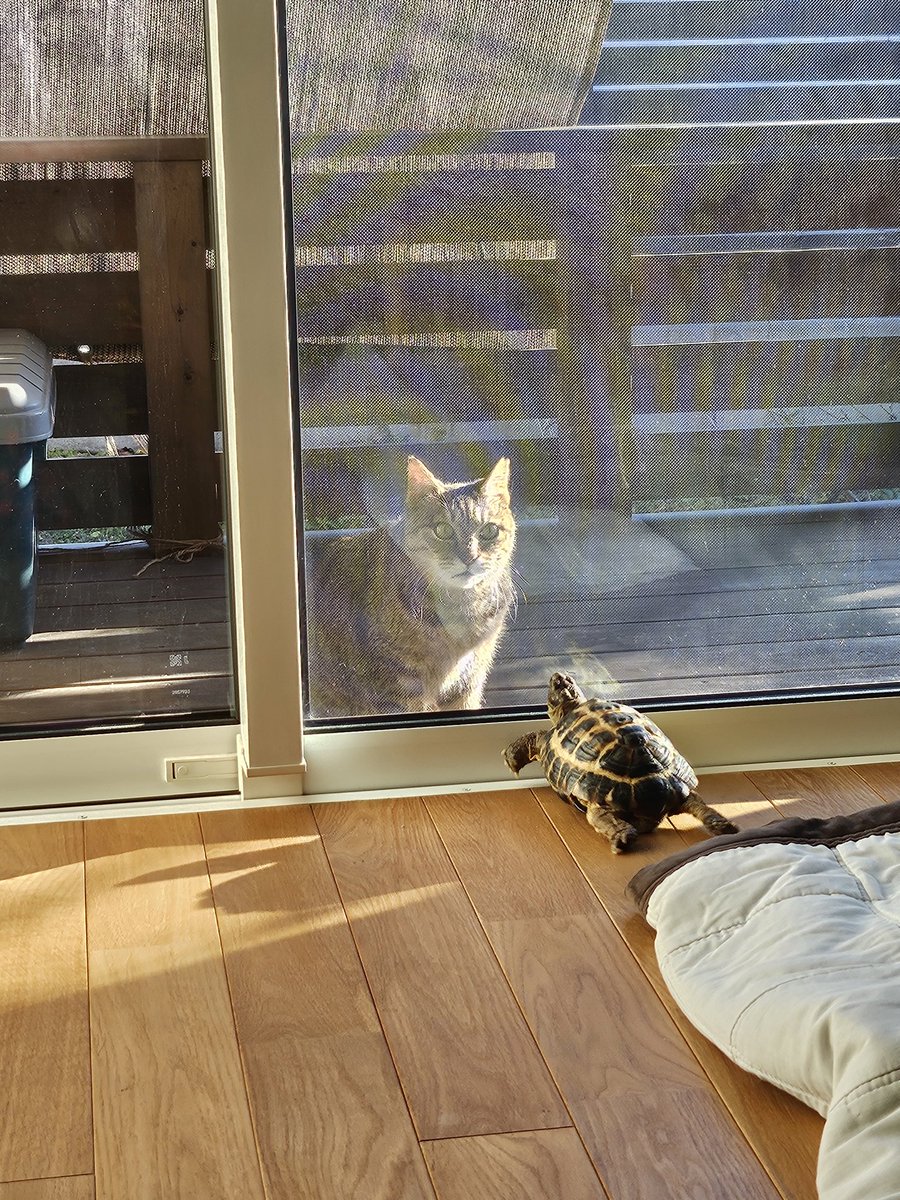 実家に住み着く野良猫(さくら耳🌸)のタンタンとご対面🐢