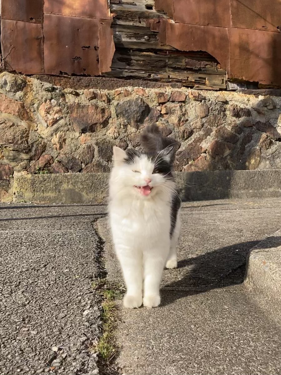 こちらもどうぞ😺 昨日会えなかったルイーゼが店先までやって来るなり