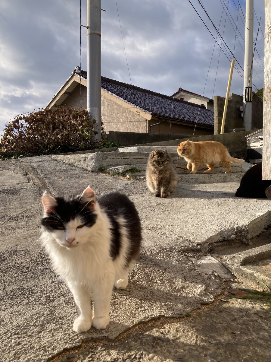 ネコタロー　 こちらもどうぞ😺 昨日会えなかったルイーゼが店先までやって来るなり