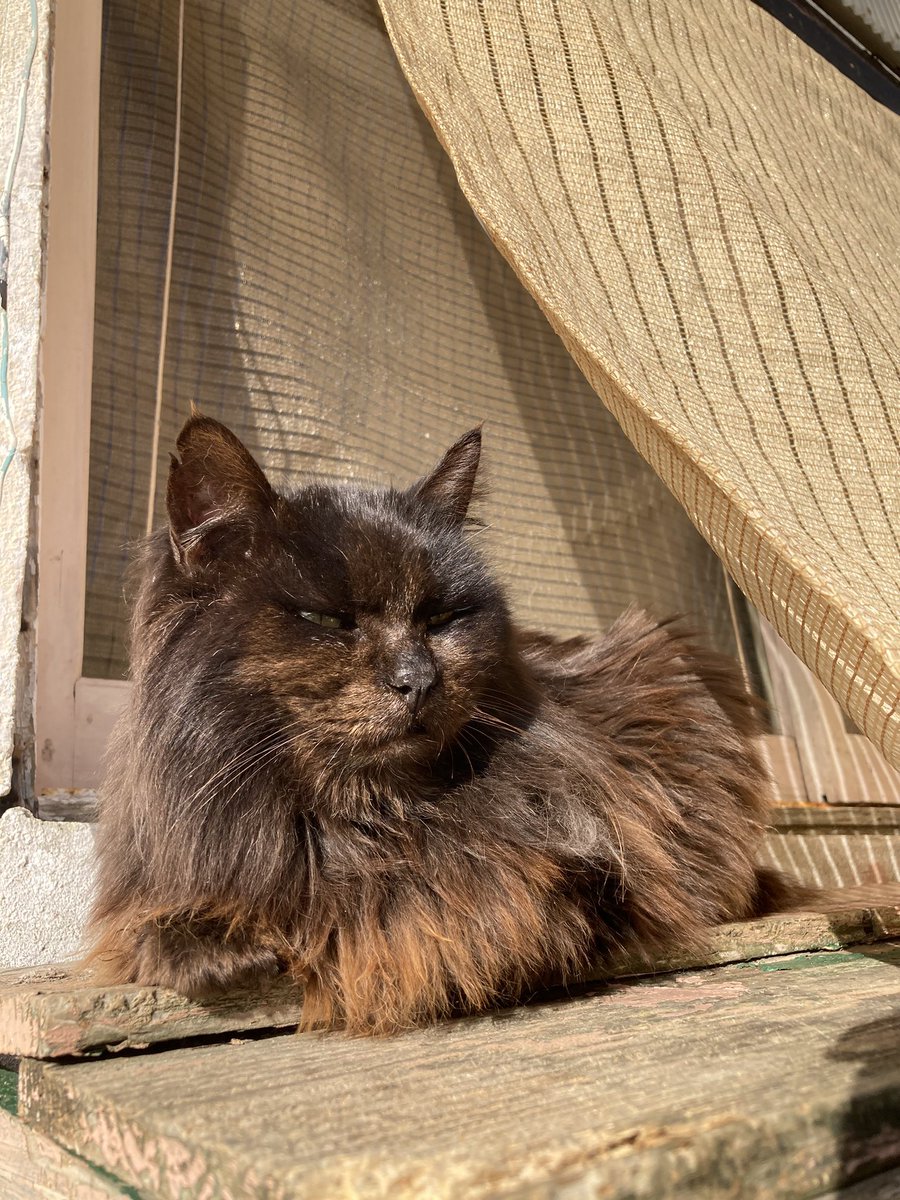 こちらもどうぞ😺 昨日会えなかったルイーゼが店先までやって来るなり