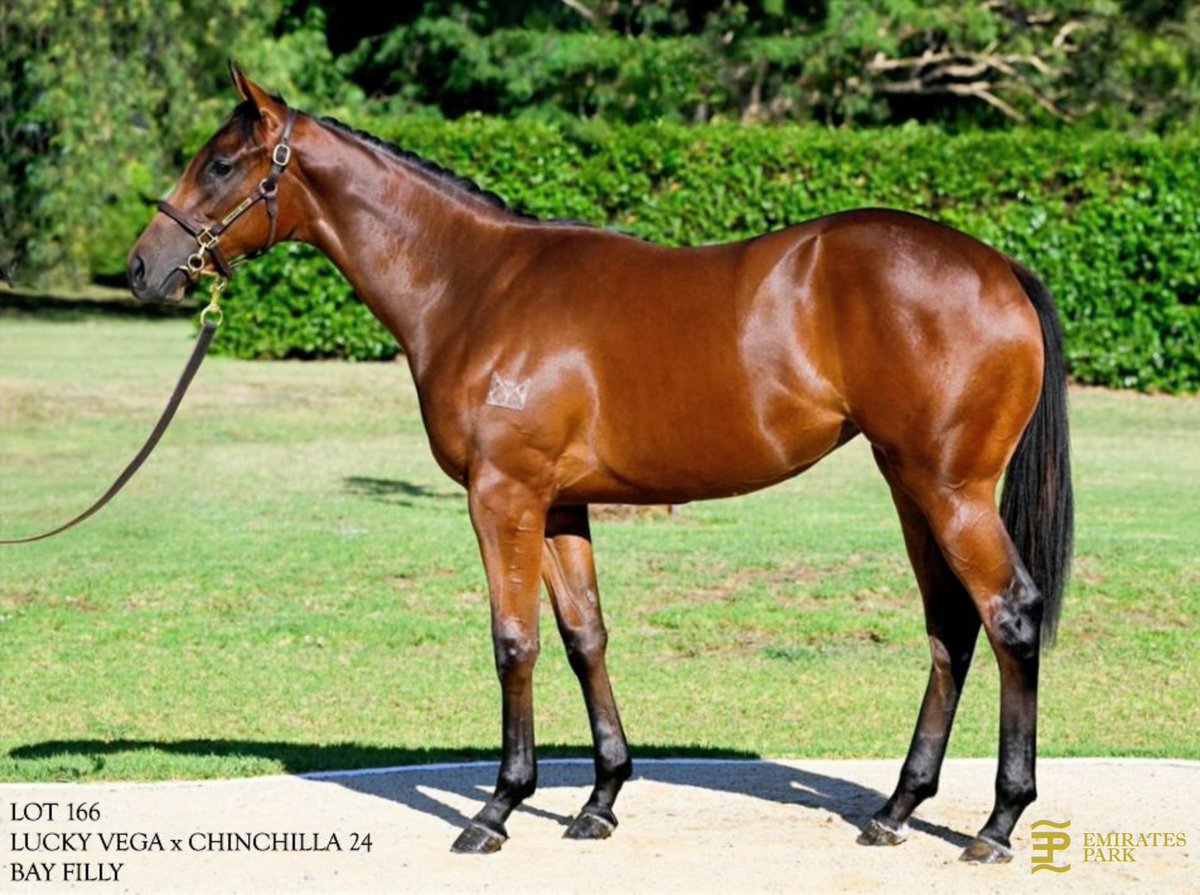 EmiratesPark's tweet image. Emirates Park present a selection of yearlings As Agent  for @MerricksStation for Magic Millions 2026. @mmsnippets @MathewBecker @yarramanpark. Come view them parading later this week.