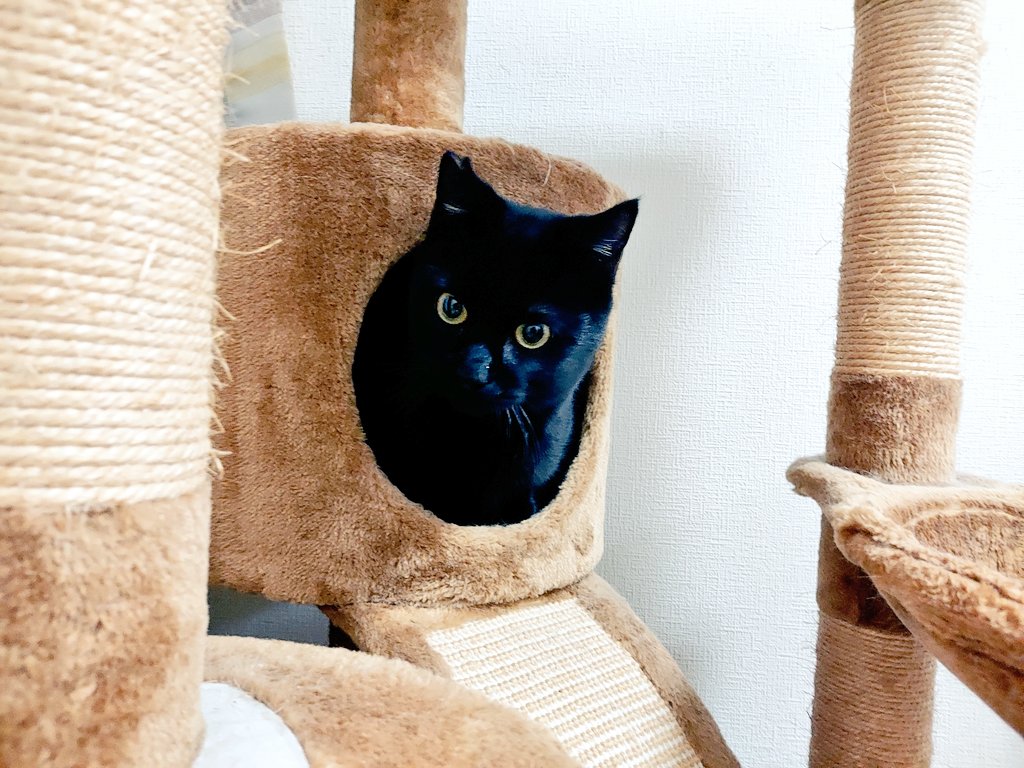 明けましておめでとうございます🎍
昨日から保護猫さんのトライアル中🐱新しいご縁になるといいです✨

 #猫のいる暮らし #保護猫