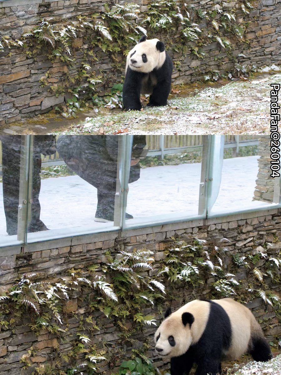 昨日雪が降りました。今朝（午前中）、リ一リ一が散歩に出て、日本のファンが遊びに来たようだと見て、嬉しそうに近づいていって挨拶しました😍？‌
📷260104PandaFan@卧龙Shenshuping