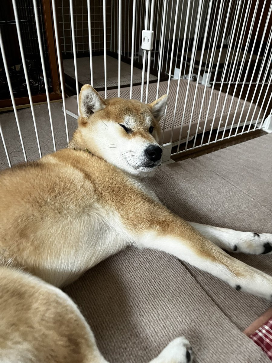 柴犬こめ1歳 (@shibainukome) / Posts and Replies / X