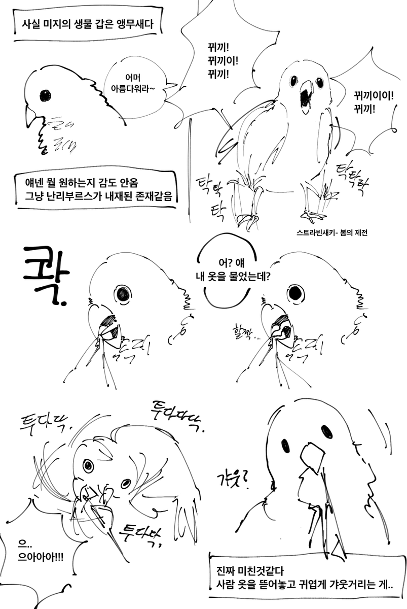 앵무새 미지의 생물이라고 '강하게' 느낌