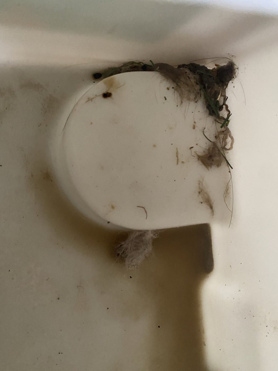 texas liz tweet media