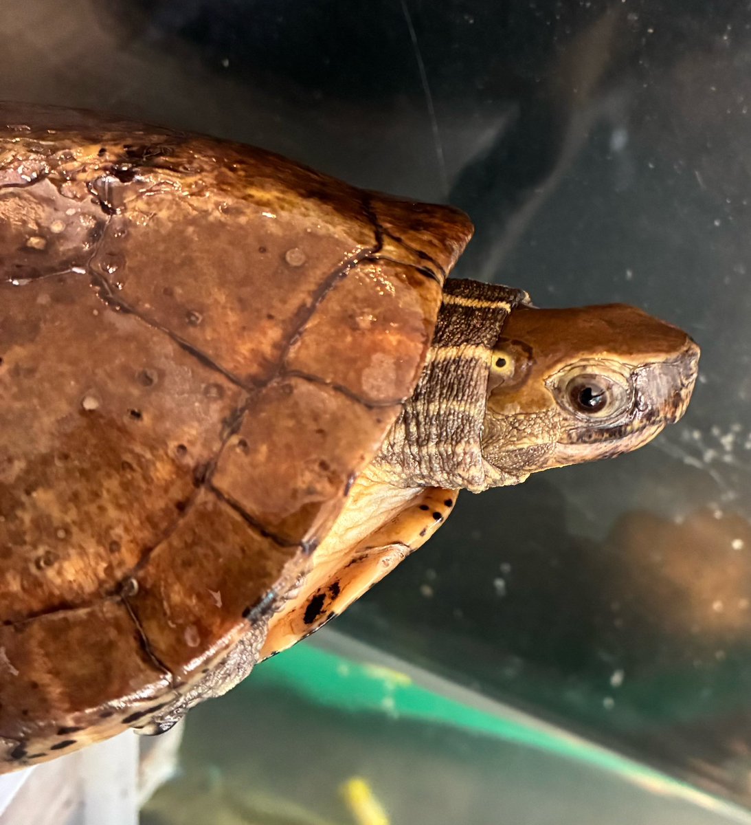 ヨツメイシガメ