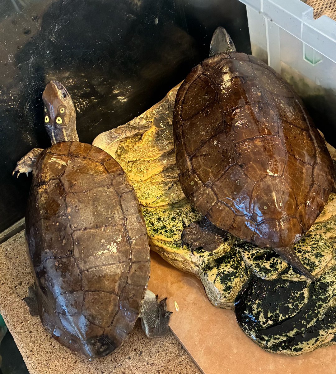 ミドリガメ様 ヨツメイシガメ