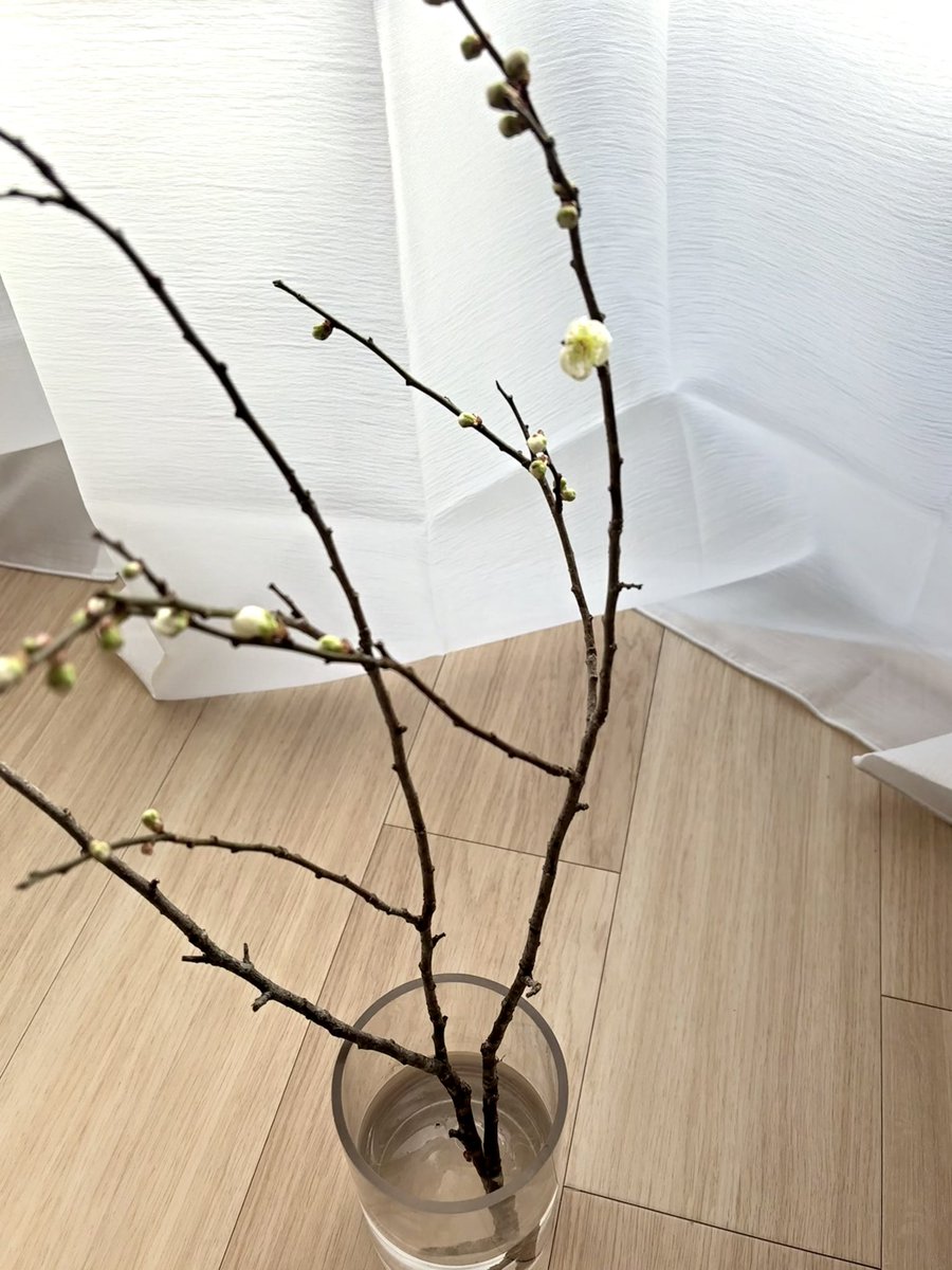 お部屋が暖かいのもあって冬至梅が咲いてきてた(＾︶＾)
