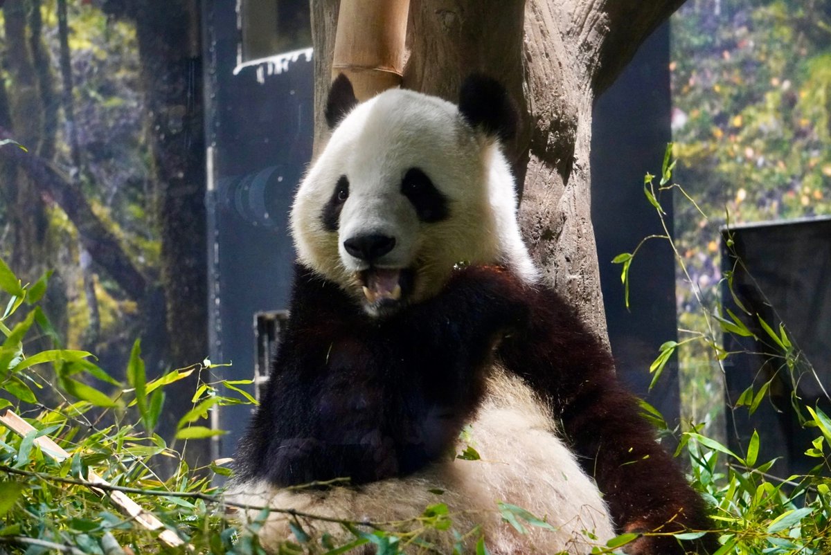 🐼始め🎍
明けましてシャオレイちゃん🧡💚
今年もよろしくね❣️

2026/01/04  10：15の回