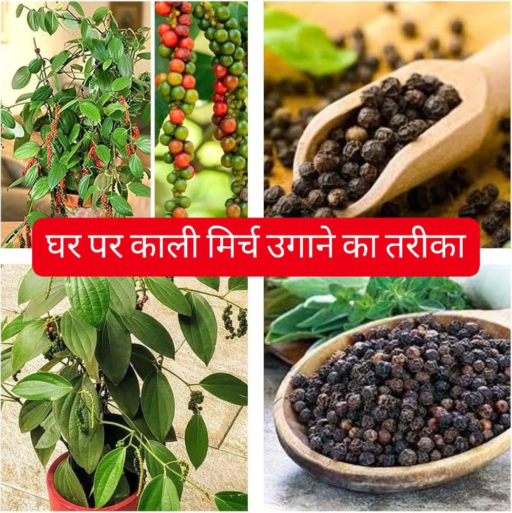 काली मिर्च (Black Pepper) घर पर बिल्कुल फ्री में उगाई जा सकती है, अगर आपके पास ताज़ी काली मिर्च के दाने या पौधे का कोई हिस्सा हो। यहाँ आसान तरीका बताया गया है –
घर पर काली मिर्च उगाने का तरीका (फ्री में)
 1. बीज तैयार करें
 • बाज़ार से सूखी काली मिर्च न लें, क्योंकि वह अंकुरित