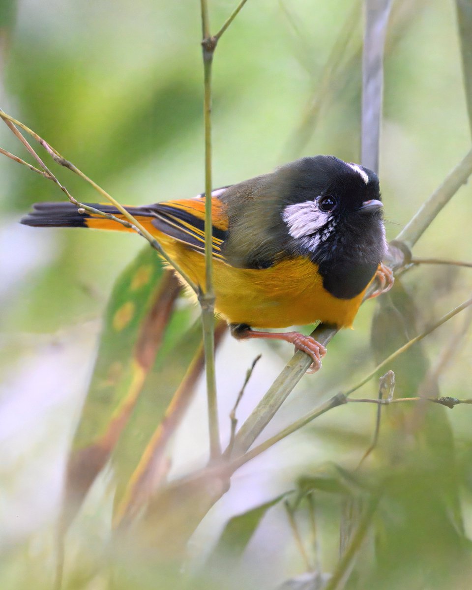 Golden-breasted Fulvetta, Jan 3, Emei Mountain, Leshan, Sichuan.
キンムネチメドリ，1月3日，四川峨眉山。
金胸雀鶥，峨眉山，風景名勝区。
#birding #野鳥写真 #birdingphotography #wildlifephotography  #incrediblesichuan