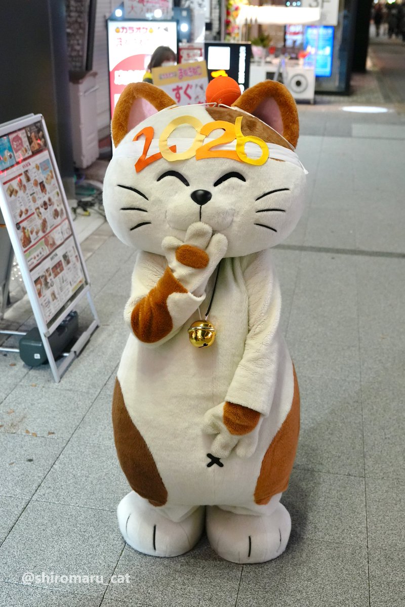 Shiro -しろ- (@shiromaru_cat) / Posts / X