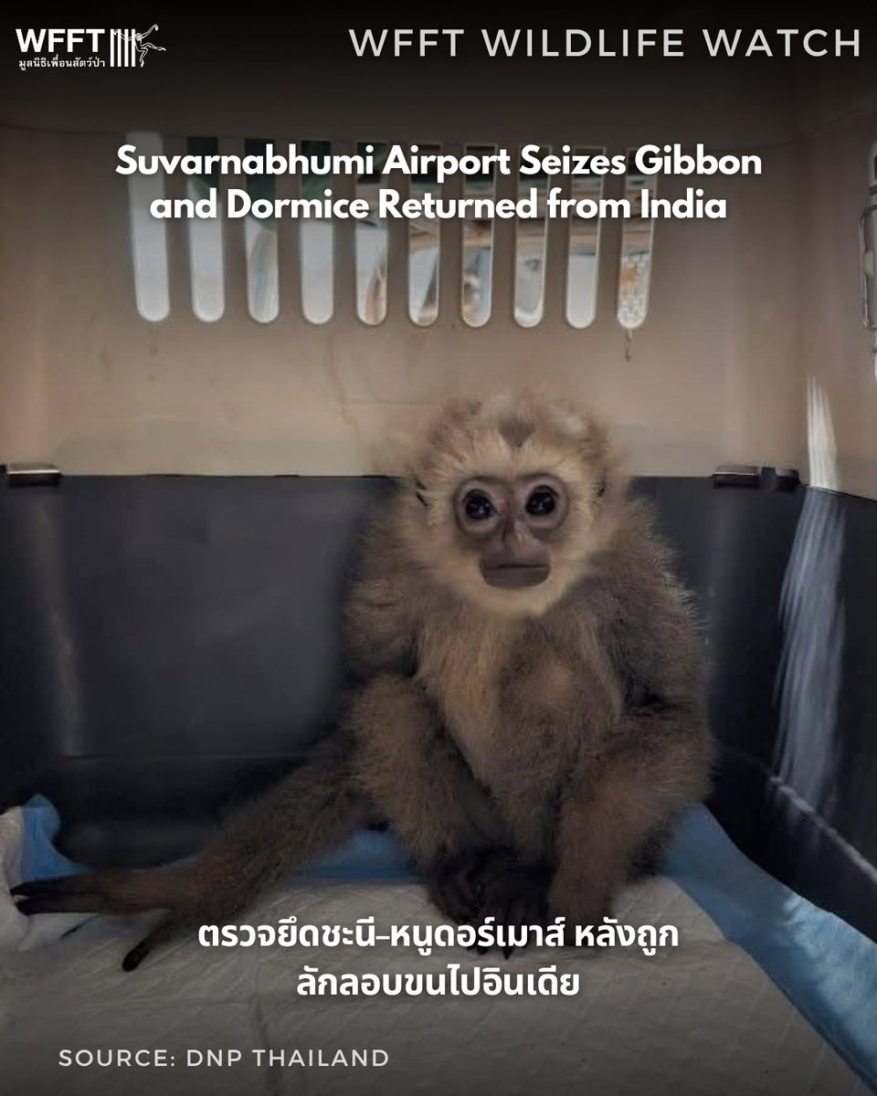 Wildlife Friends Foundation Thailand tweet media