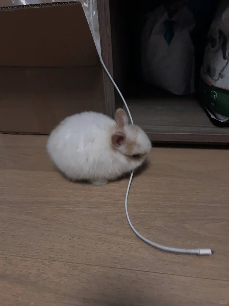 Why you should have a rabbit (@shouldhaverabit) on Twitter photo 