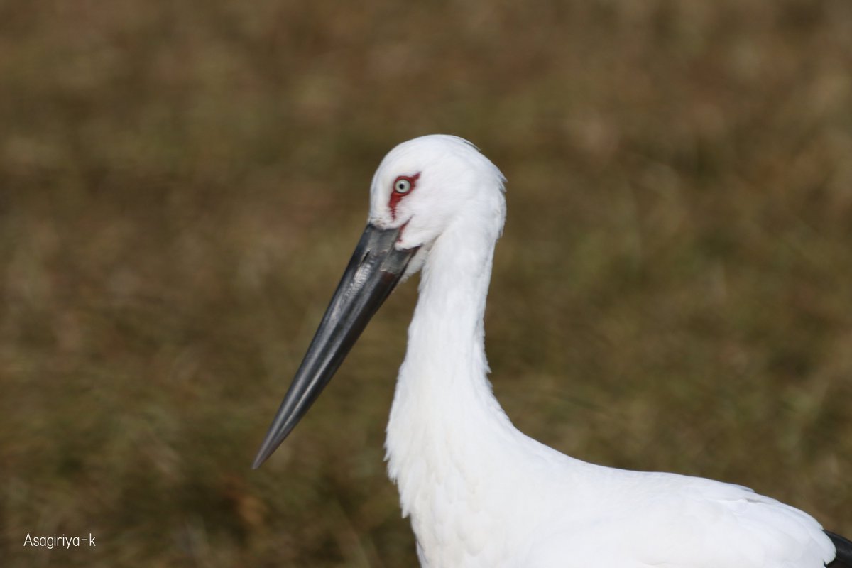 コウノトリ 2026.1.2 兵庫県某所にて撮影。 かなり近距離まで来てくれ