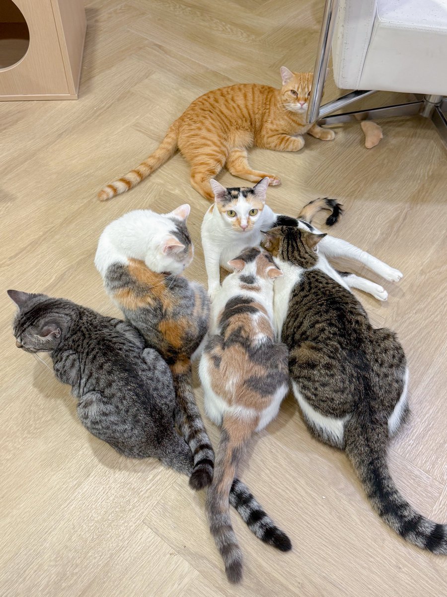 _DNVP2_'s tweet image. ต่อคิวกันสูบนมแม่ ไอโซคิว1ตลอดไป ไม่ใช่มาไวนะ ตัวใหญ่เลยเบียดแย่งชนะพี่น้องตลอด🤣