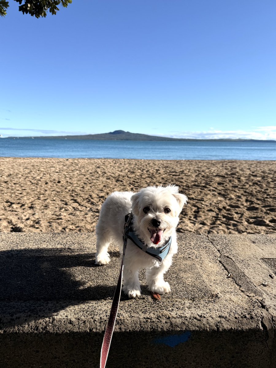 Prince🥝マルチーズ✴︎*NZ🇳🇿 tweet media