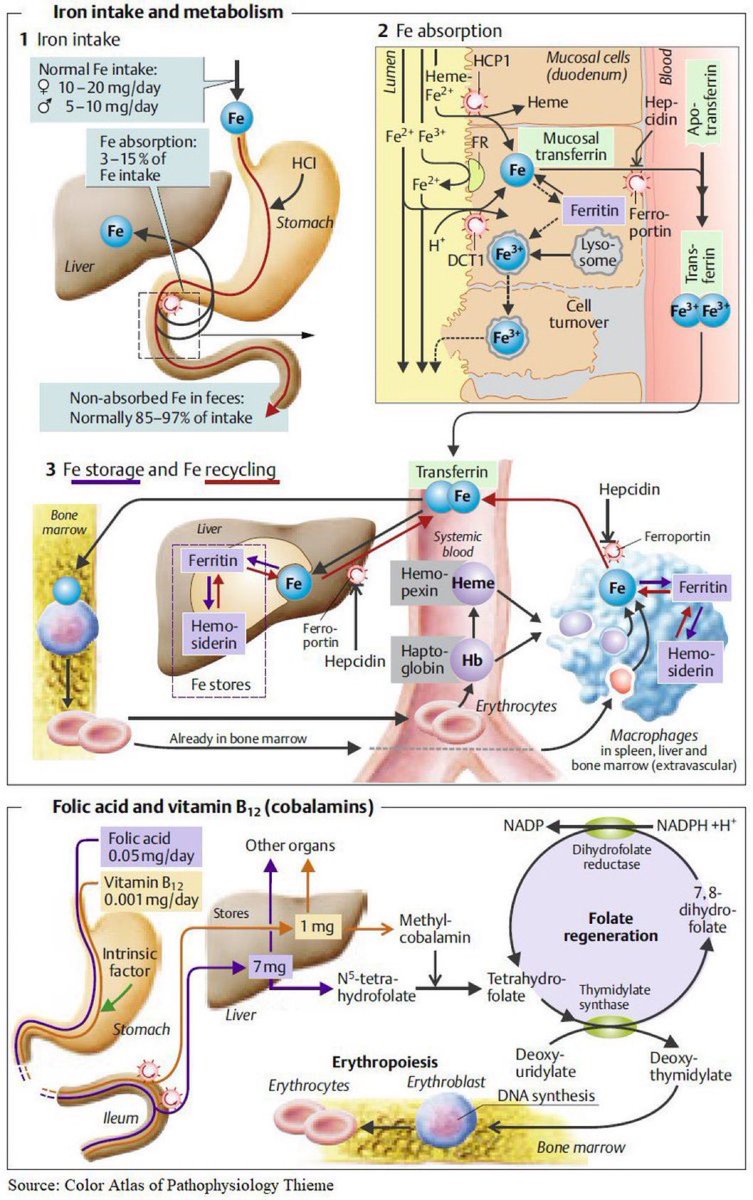 NutrioSci's tweet image. Iron, Folic Acid, Vit B12 Intake, and Metabolism

#nutrients #fruits #Nutrition #health #healthy #HealthyFood #healthylifestyle #healthyeating #Eating #food #Diet #MedEd #MedTwitter #medstudenttwitter #TipsForNewDocs #vitamin #Metabolism