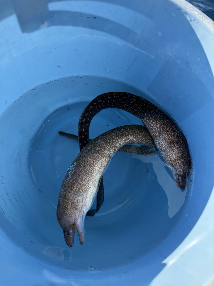 🐟YUMA🐟 (@yuma_sakana) / Posts / X