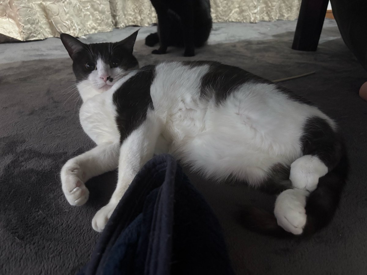 ねねこ ねねこ。₍˄·͈༝·͈˄₎◞︎ (@Neko_ni_Hitsuji) / Posts / X