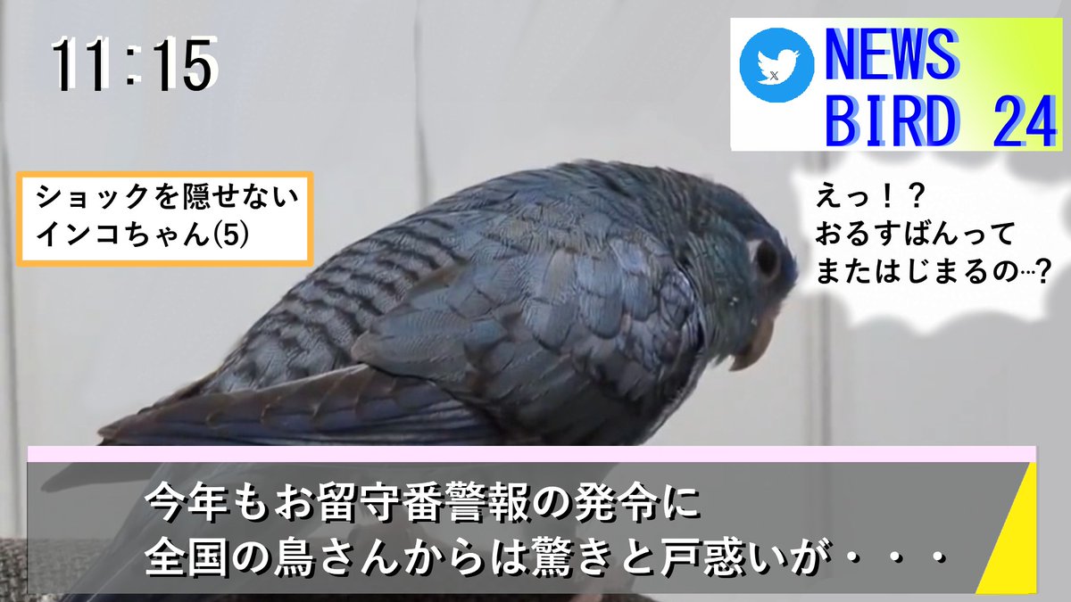 sazanamisheep's tweet photo. 全国の鳥さん達にお知らせします。
お正月の終了に伴い,全国的に「お留守番警報」が発令されました。
かいぬしからまた急に長時間のお留守番を任されるかもしれません。全力の可愛い姿でかいぬしを呼び止め,お留守番を回避しましょう。今後のかいぬしの動向にご注意下さい。
#インコ #オウム #フィンチ https://t.co/Vxfahr8vQJ