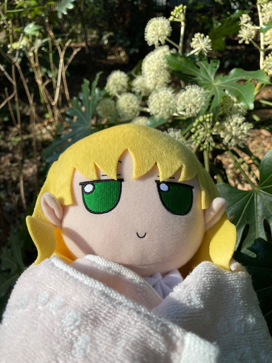 八手の花です！ ぽわぽわ〜！ #ふもふも #fumo